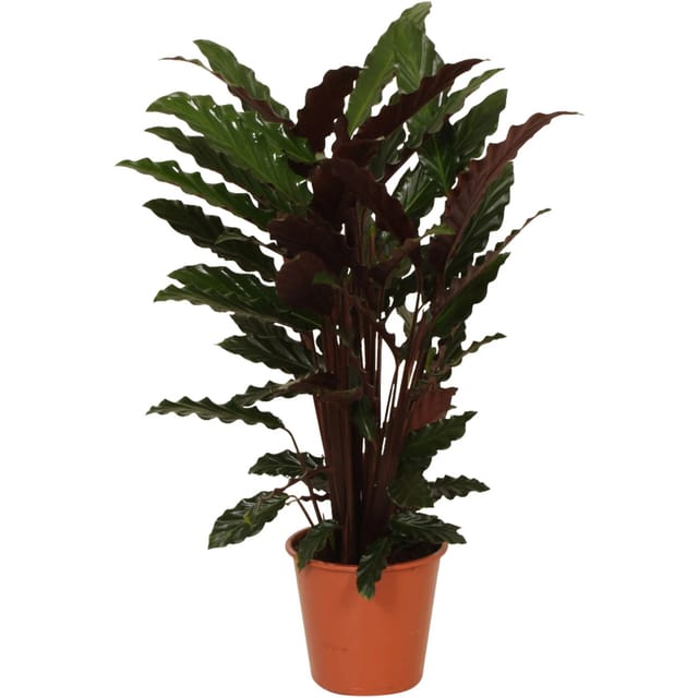 GROW by OBI Korbmarante Wavestar Höhe ca.70-85 cm Topf-Ø ca. 19 cm