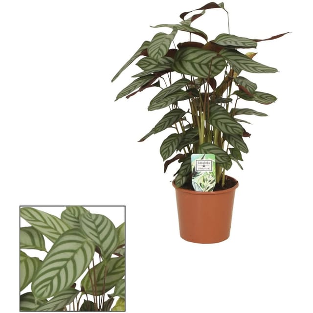 Korbmarante Compactstar Höhe ca. 70 - 85 cm Topf-Ø ca. 19 cm Calathea