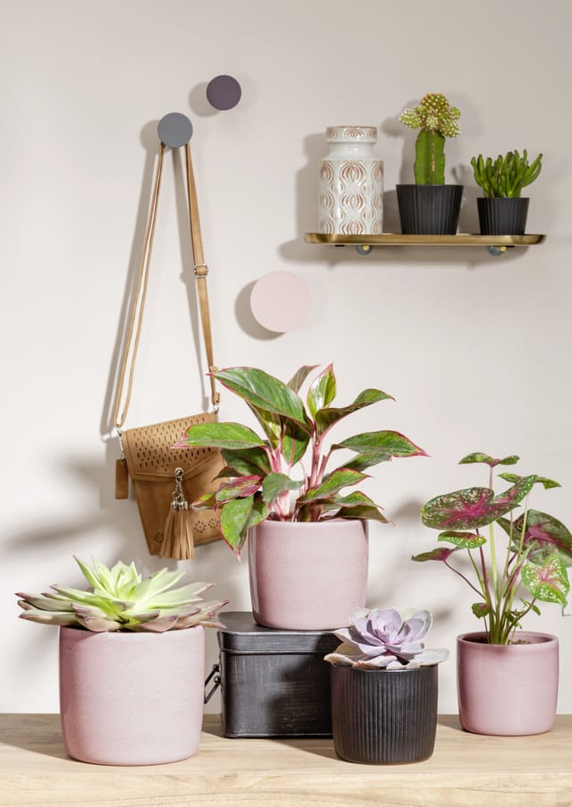 Scheurich Übertopf Solido 900 Ø 21 cm x 19,3 cm Rosea