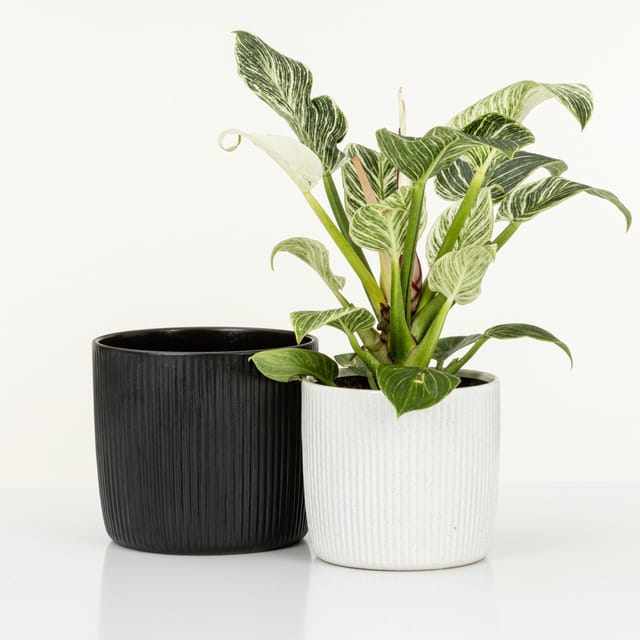 Scheurich Übertopf Solido Linea 909 Ø 18 cm x 16 cm Perla