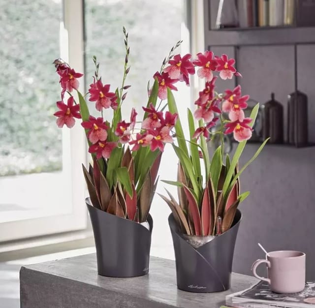 Lechuza® Pflanzgefäß Orchidea Color Ø 18 cm x 20 cm Grau matt