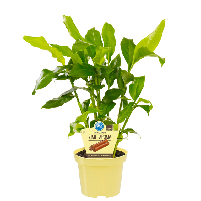 Blu Zimtpflanze Topf-Ø ca. 12 cm