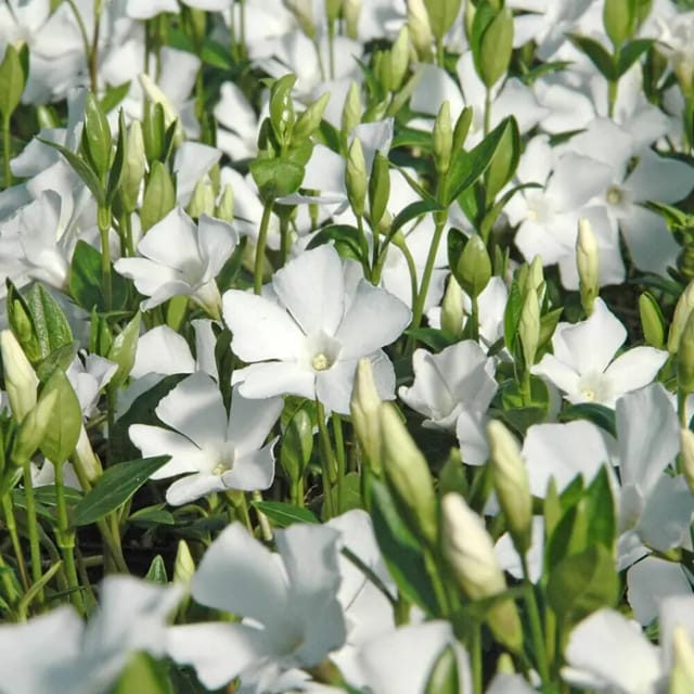 Immergrün Alba Weiß Topf-Ø ca. 9 cm Vinca minor