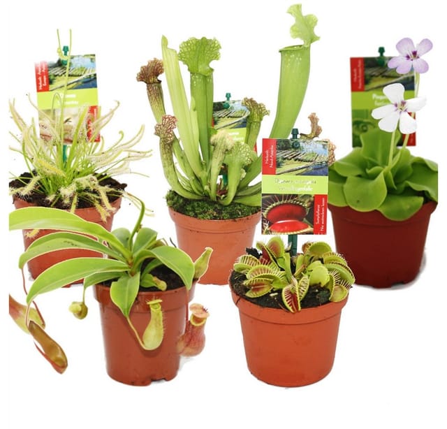 Exotenherz Starter Set Fleischfressende Pflanzen 5 Pflanzen