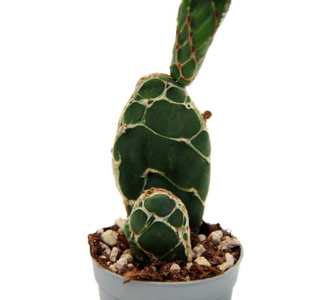 Exotenherz Kobra-Kaktus Opuntia Reticulata Cobra Augefallener Ohrenkaktus 6,5cm Topf