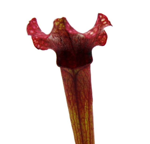 Exotenherz Schlauchpflanze Sarracenia Judith Fleischfressende Pflanze 9cm Topf