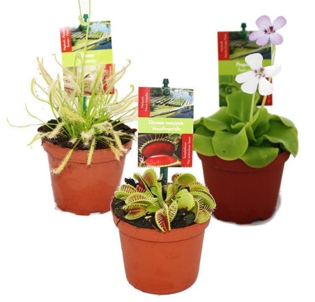 Exotenherz Starter Set Fleischfressende Pflanzen 3 Pflanzen