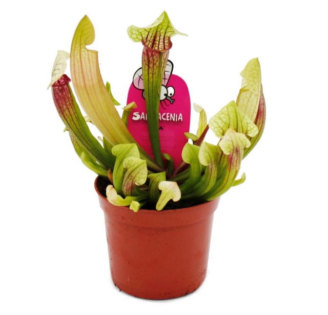 Exotenherz Schlauchpflanzen-Trio 3 Verschiedene Sarracenia-Pflanzen im Set Fleischfressende Pflanzen 9cm Topf