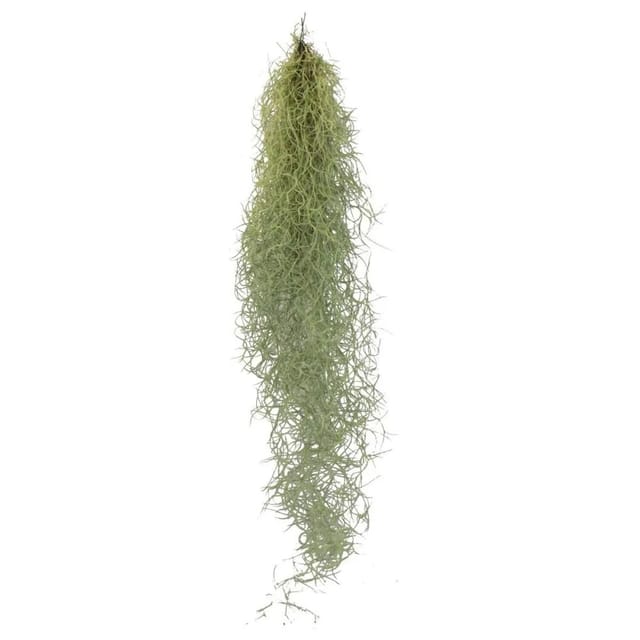 Exotenherz Exotenherz Feenhaar Louisiana-Moos Tillandsia Usneoides Hängende Tillandsie ca. 30-40cm Lang Pflegeleicht