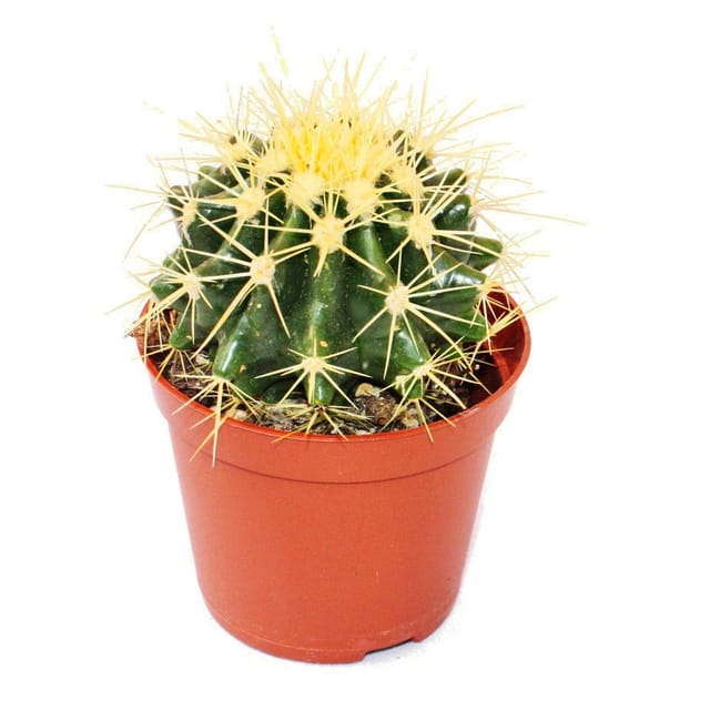Exotenherz Echinocactus Grusonii Schwiegermutterstuhl im 5,5cm Topf