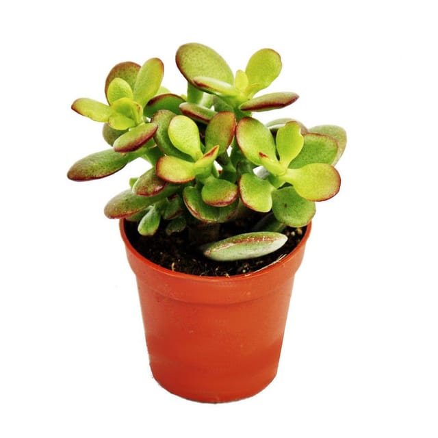 Exotenherz Crassula Portulacea Minor Pfennigbaum im 5,5cm Topf