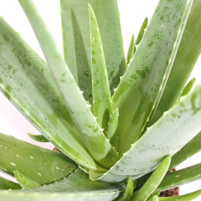 Exotenherz Aloe Vera ca. 2 Jahre Alt 10,5cm Topf