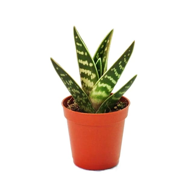 Exotenherz Aloe Variegata Tiger-Aloe Kleine Pflanze im 5,5cm Topf