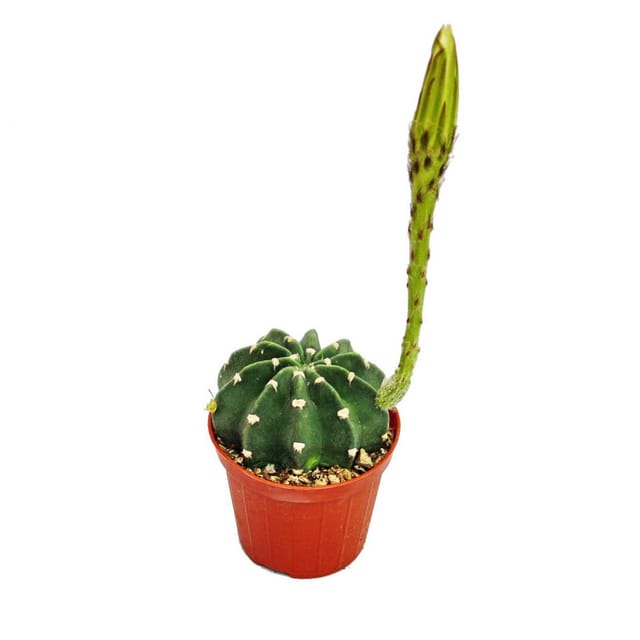 Exotenherz Echinopsis Subdenundata Kleine Pflanze im 5,5cm Topf