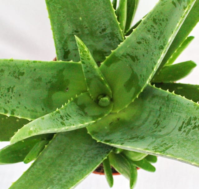 Exotenherz Aloe Vera ca. 3 Jahre Alt 12cm Topf