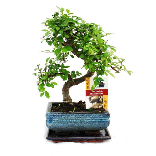Exotenherz Bonsai Chinesische Ulme Ulmus Parviflora ca. 6 Jahre