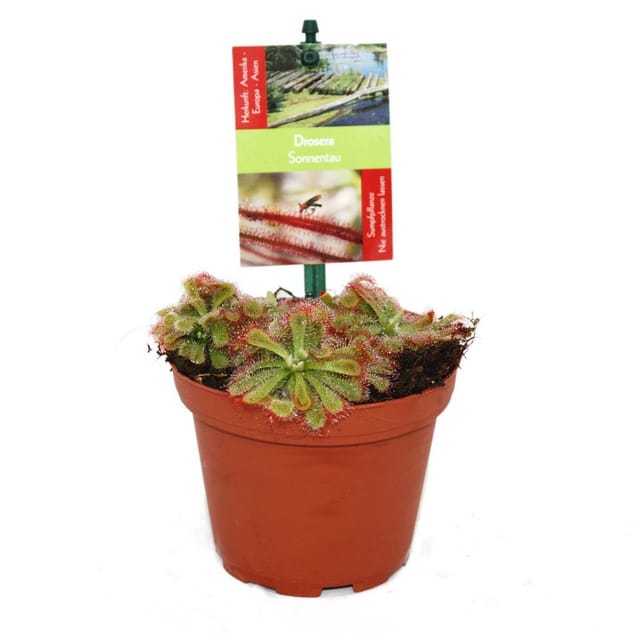 Exotenherz Sonnentau Drosera Alicae 9cm Topf