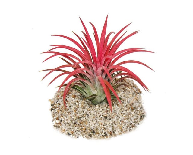 Exotenherz Tillandsia Ionantha Fire Intensive Rote Farbe