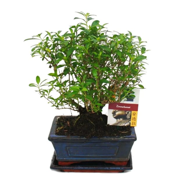 Exotenherz Bonsai Serissa Junischnee Kugeform ca. 6 Jahre