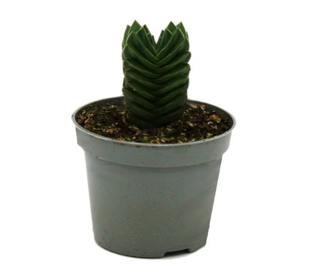 Exotenherz Sukkulente Crassula Buddhas Tempel Mini-Dickblatt 6cm Topf