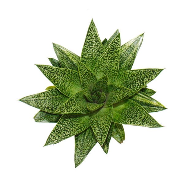 Exotenherz Sukkulente Gasteria D Tiga Gasterie 8,5cm Topf