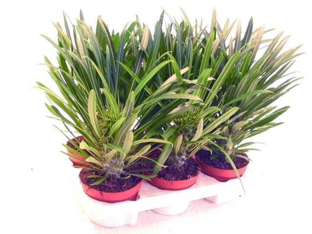 Exotenherz Pachypodium Lameri Echte Madagaskar-Palme 12cm Topf