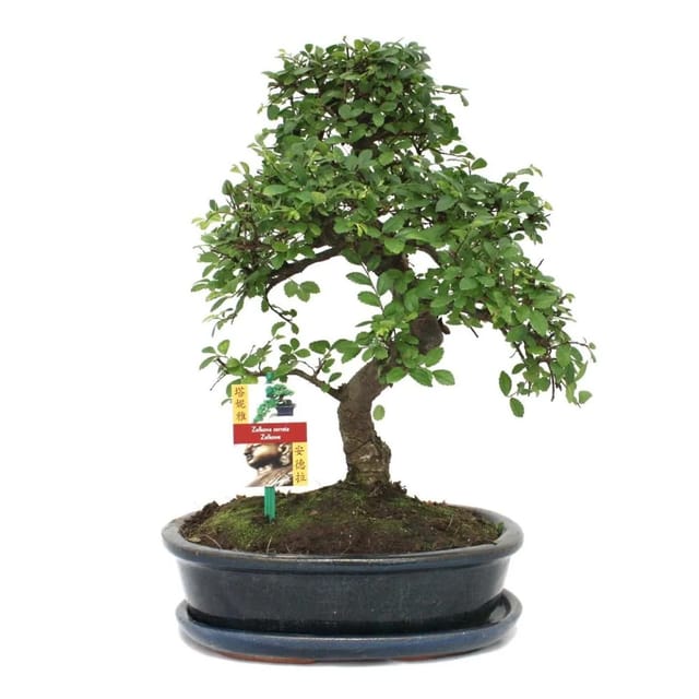 Exotenherz Bonsai Chinesische Ulme Ulmus Parviflora ca. 10 Jahre