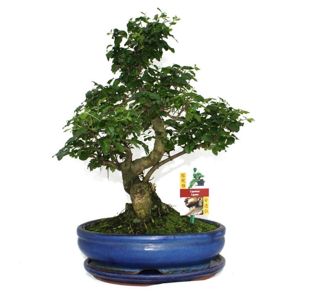 Exotenherz Bonsai Chinesischer Liguster Ligustrum Sinensis ca. 10 Jahre