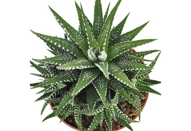 Exotenherz Haworthia Fasciata Zebra-Haworthie im 10,5cm Topf