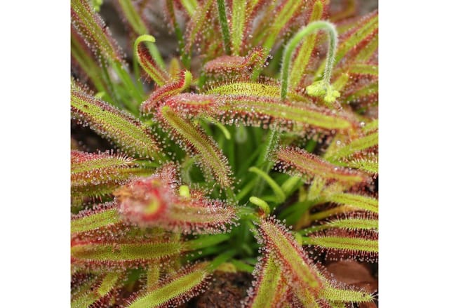 Exotenherz Sonnentau Drosera Capensis 9cm Topf