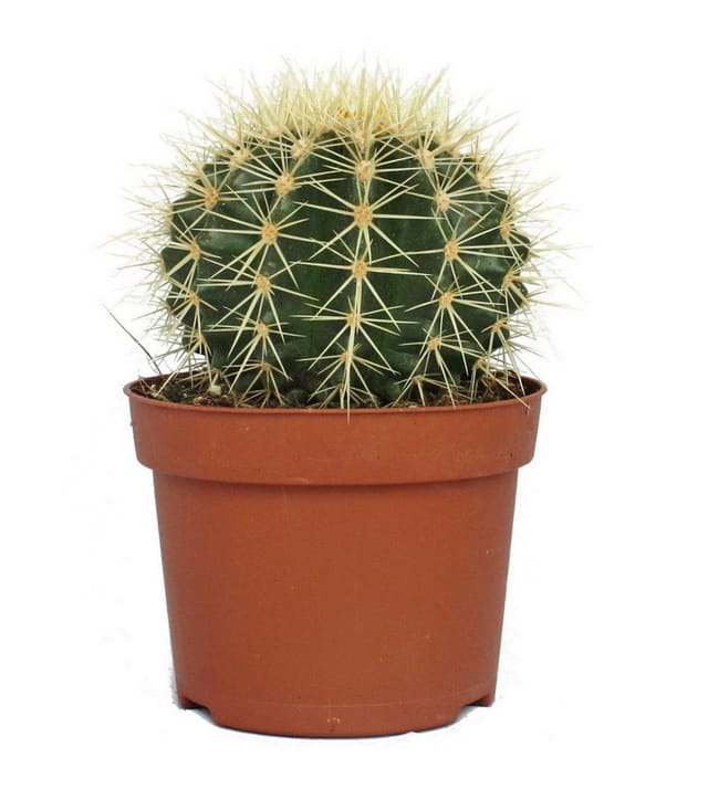 Exotenherz Echinocactus Grusonii Schwiegermutterstuhl im 12cm Topf