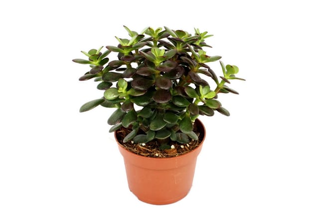 Exotenherz Crassula Portulacea Minor Pfennigbaum Große Pflanze im 12cm