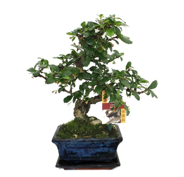 Exotenherz Bonsai Fukientee Carmona Microphylla ca. 6 Jahre