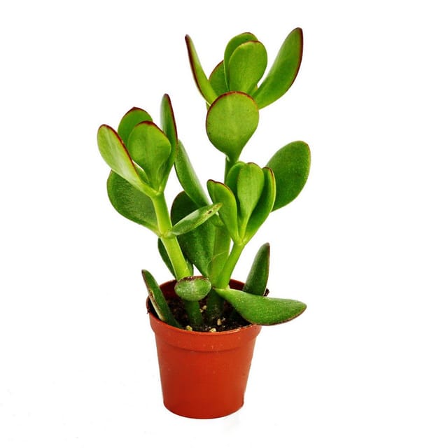 Exotenherz Crassula Portulacea Geldbaum im 8,5cm Topf