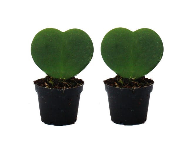 Exotenherz Set Mit 2 Pflanzen Hoya Kerii Herzblatt-Pflanze Herzpflanze Oder Kleiner Liebling im 6cm Topf