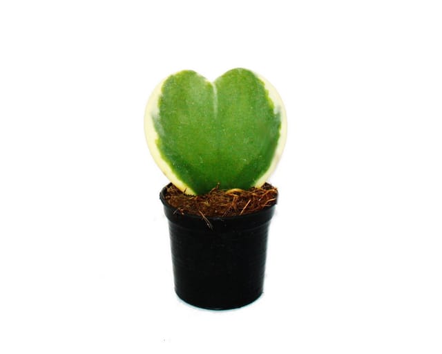 Exotenherz Hoya Kerii Zweifarbige Herzblatt-Pflanze Herzpflanze Oder Kleiner Liebling 6cm Topf Sukkulente