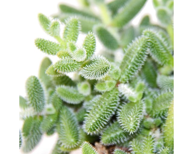 Exotenherz Saure Gurken Pflanze Delosperma Echinatum 12cm Topf