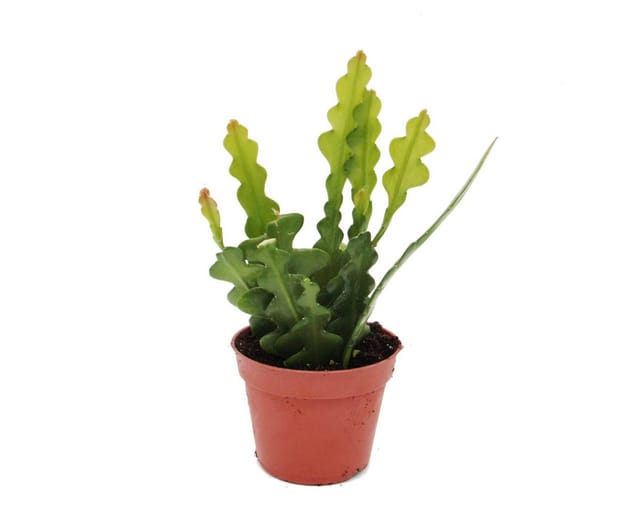 Exotenherz Epiphyllum Anguliger Krokodilschwanz-Kaktus 9cm