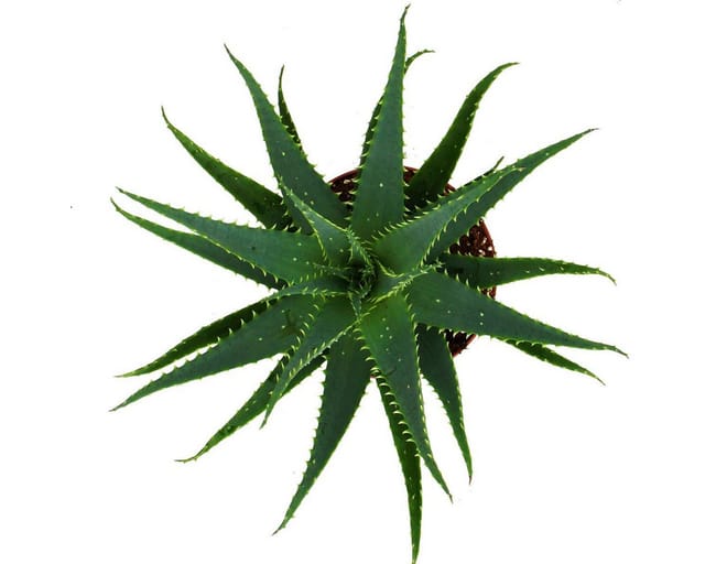 Exotenherz Aloe Aborescens im 19cm Topf
