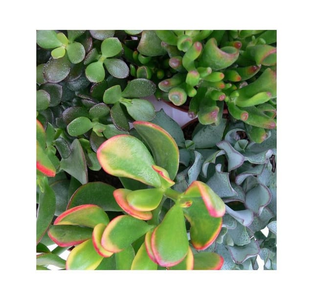 Exotenherz Geldbaum-Set 3 Verschiedene Crassula-Arten im 5,5cm Topf