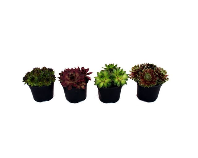 Exotenherz Hauswurz Set Aus 4 Verschiedenen Sempervivum-Sorten