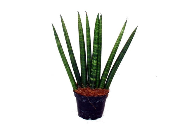 Exotenherz Sansevieria Cylindrica Pfiffiges 3Er Set im 6,5cm Topf Bogenhanf Schwiegermutterzunge