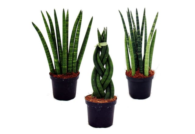 Exotenherz Sansevieria Cylindrica Pfiffiges 3Er Set im 9cm Topf Bogenhanf Schwiegermutterzunge