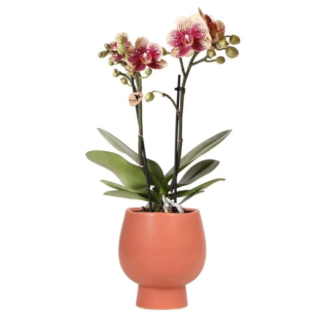 Kolibri Orchids Gelbe Rote Phalaenopsis Orchidee Spanien & Scandic Ziertopf Terrakotta Topfgröße 9cm 45cm Hoch
