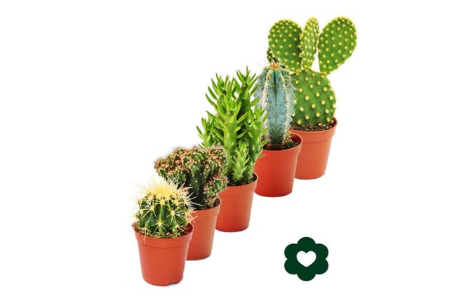 Exotenherz 5 Verschiedene Kakteen im Set 5,5cm Topf