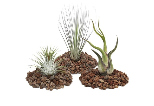 Exotenherz 1 Set Mit 3 Tillandsien 1 Ionantha 1 Juncea 1 Caput Medusa