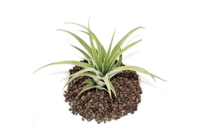 Exotenherz Tillandsia Capitata Lose Pflanze Gross
