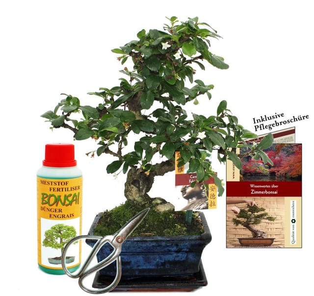 Exotenherz Geschenkset Bonsai Carmona Fukientee ca. 6 Jahre Alt Anfänger-Set