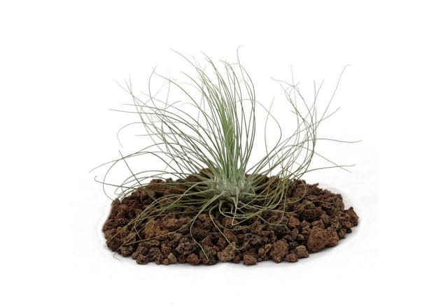 Exotenherz Tillandsia Argentea Lose Pflanze