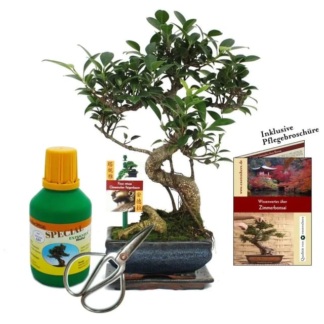Exotenherz Geschenkset Bonsai Ficus Chinesischer Feigenbaum ca. 6 Jahre Alt Anfänger-Set